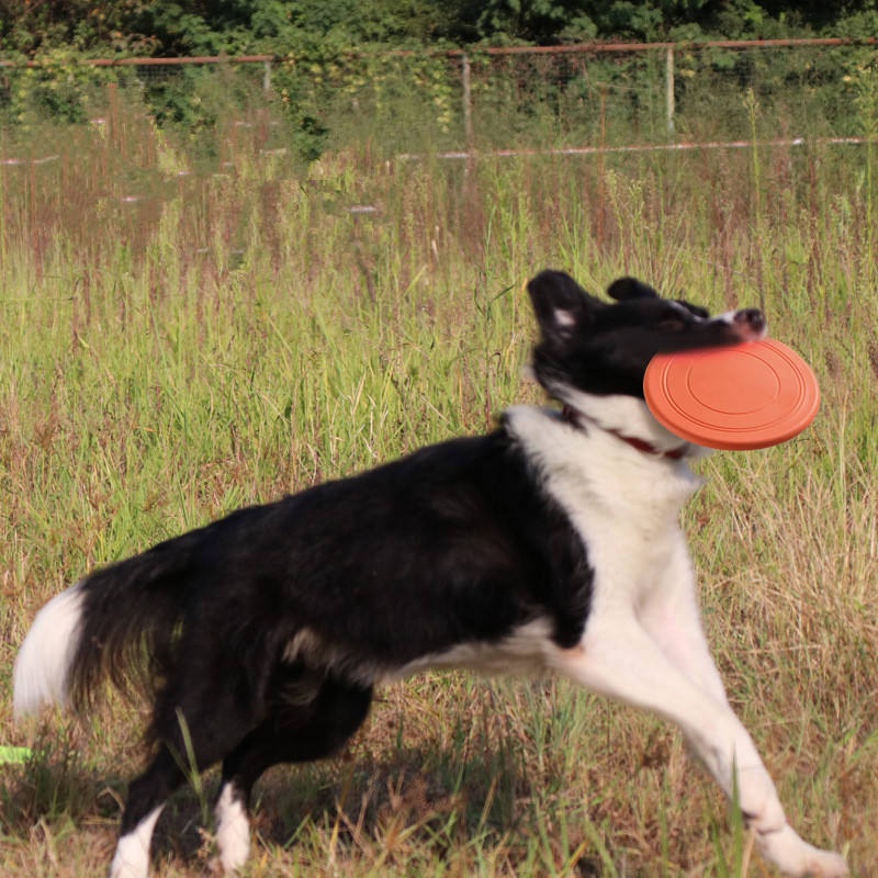 강아지용 씹을 수 있는 부드러운 고무 소재의 플라잉 디 - Flying Disc Dog Training Toy 리뷰 및 가격